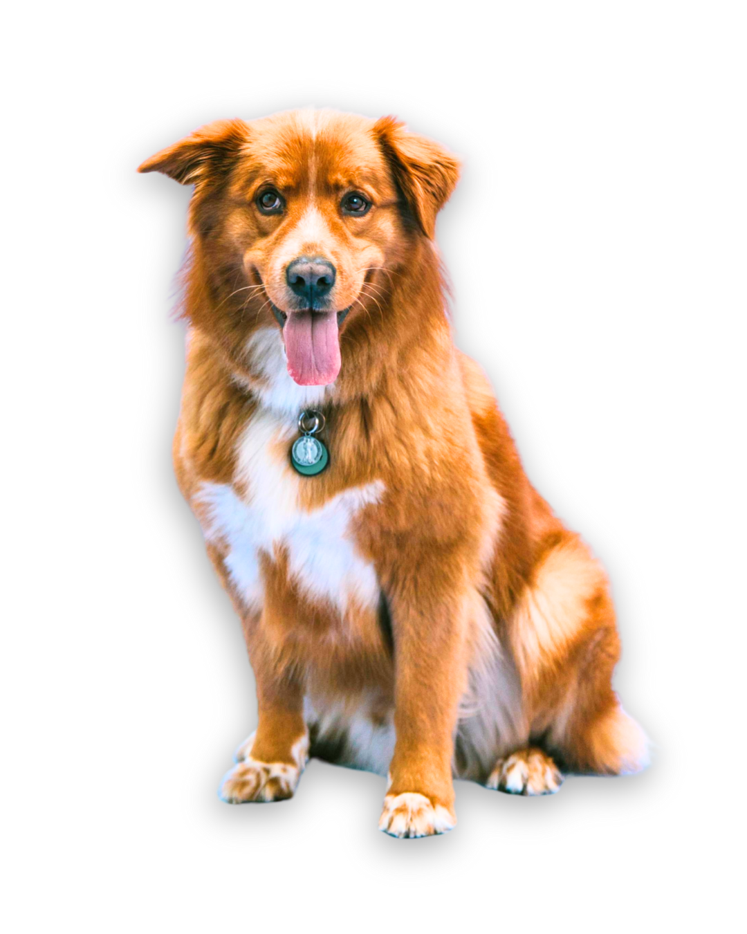 Dog Food Product Image